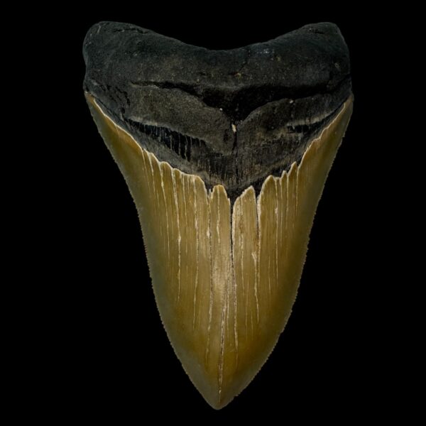 4.85" Serrated Megalodon Tooth Fossil