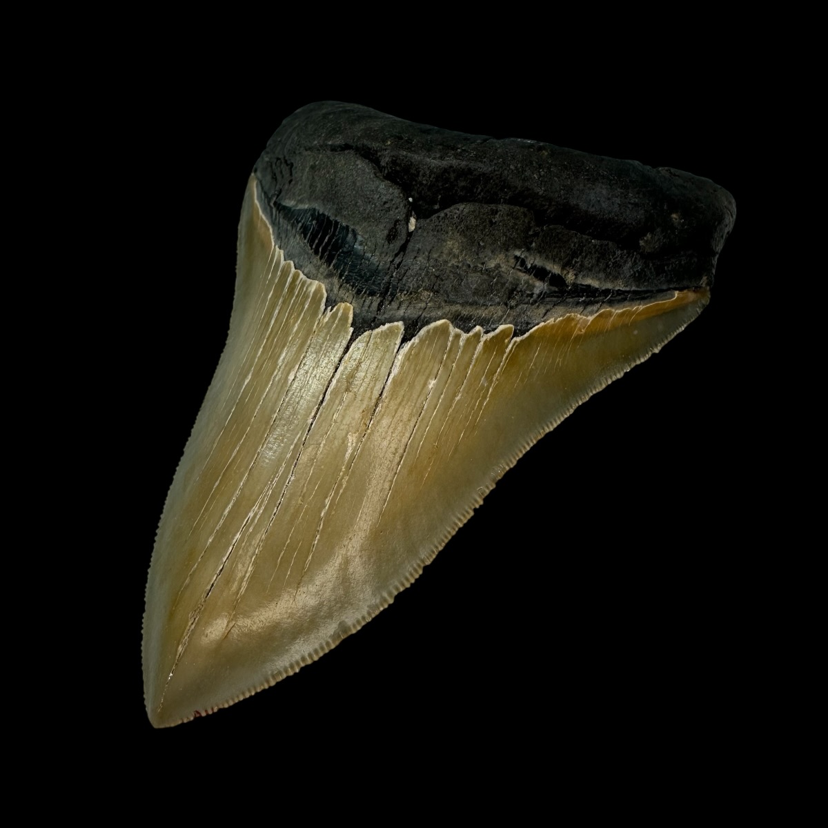 4.85" Serrated Megalodon Tooth Fossil - Image 3
