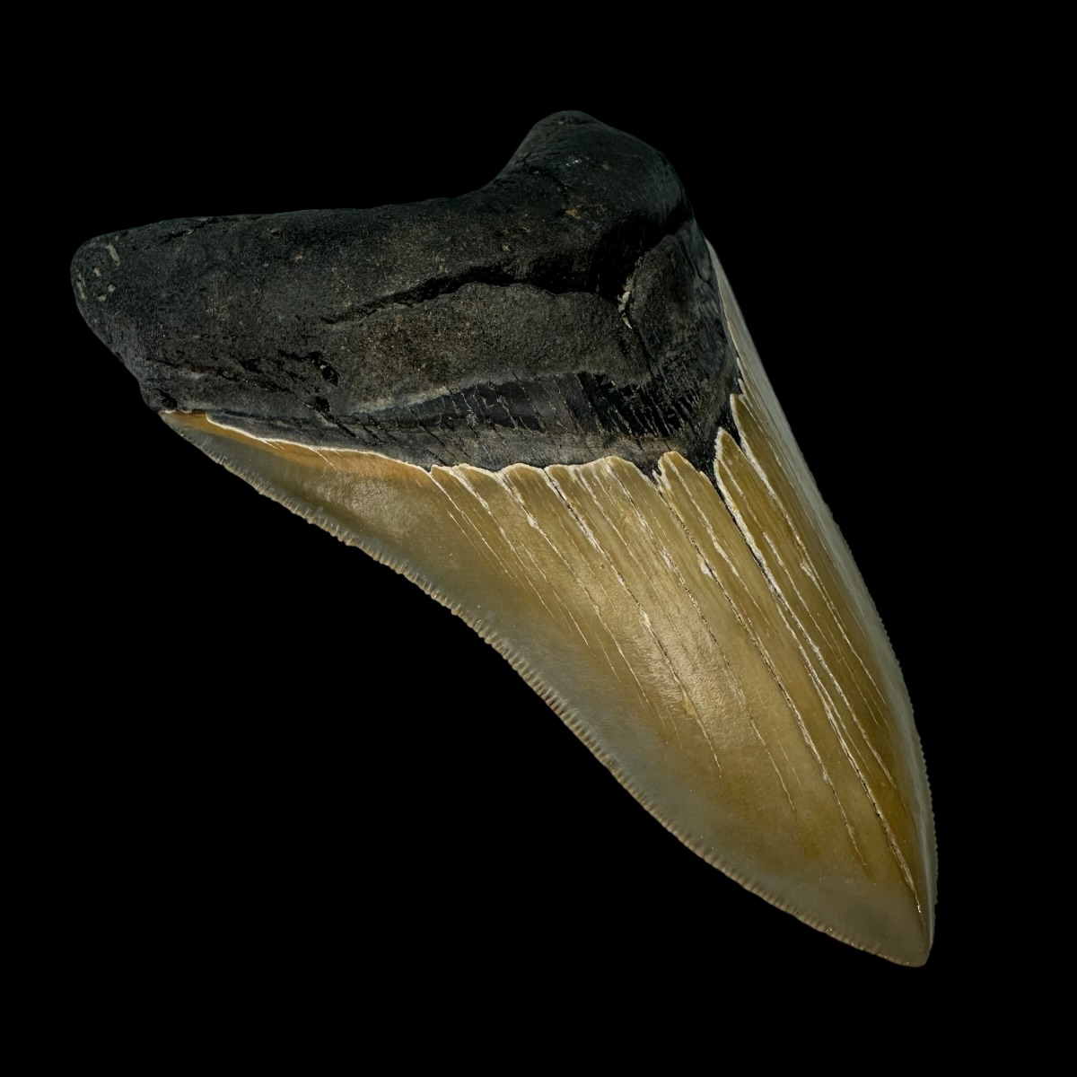 4.85" Serrated Megalodon Tooth Fossil - Image 4