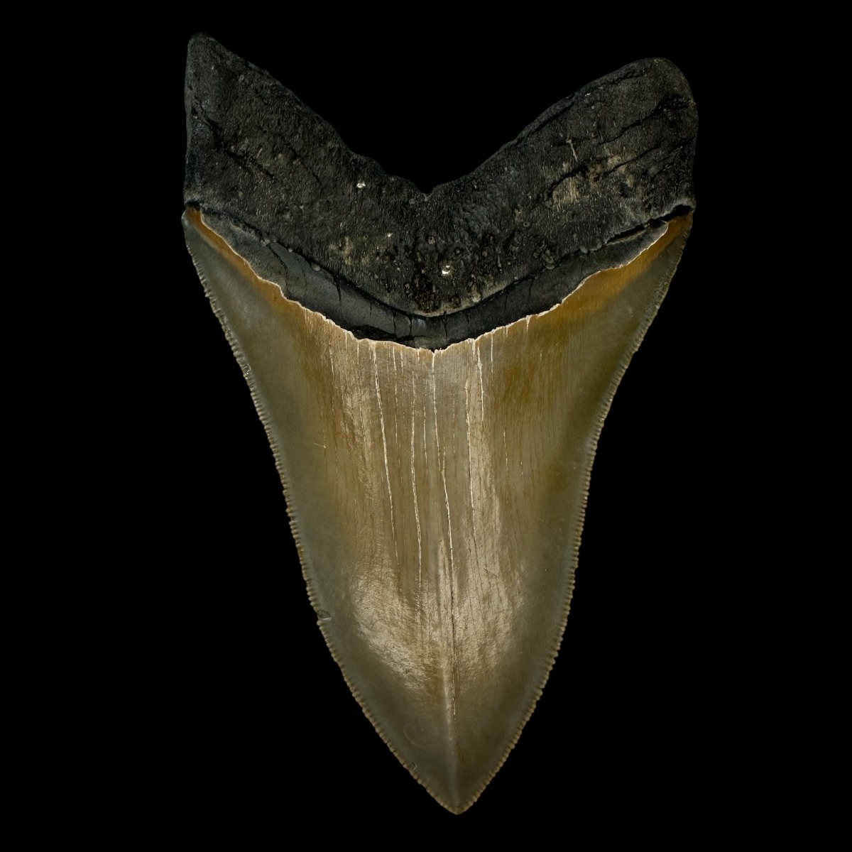 4.85" Serrated Megalodon Tooth Fossil - Image 2
