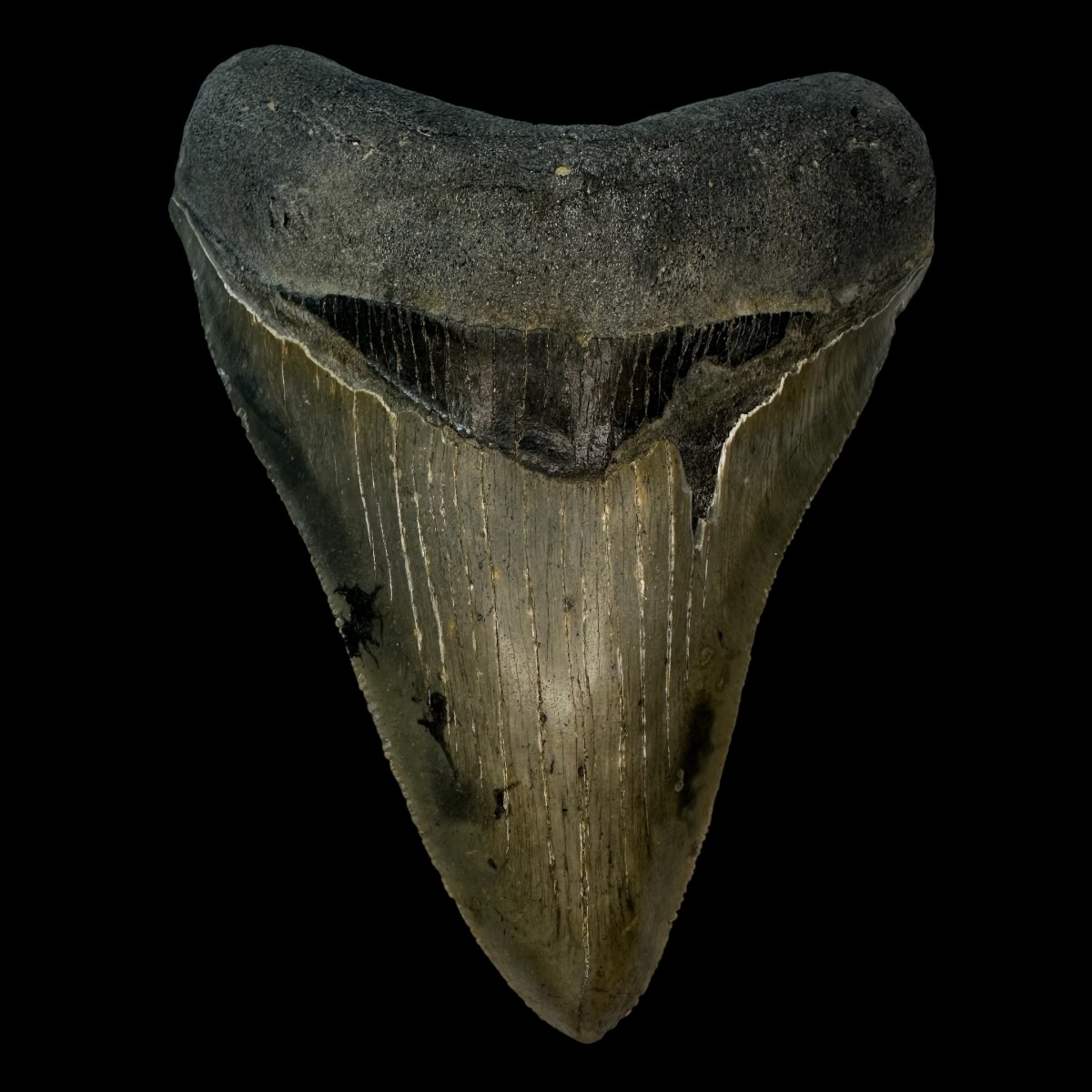 4.79" Serrated Megalodon Tooth Fossil