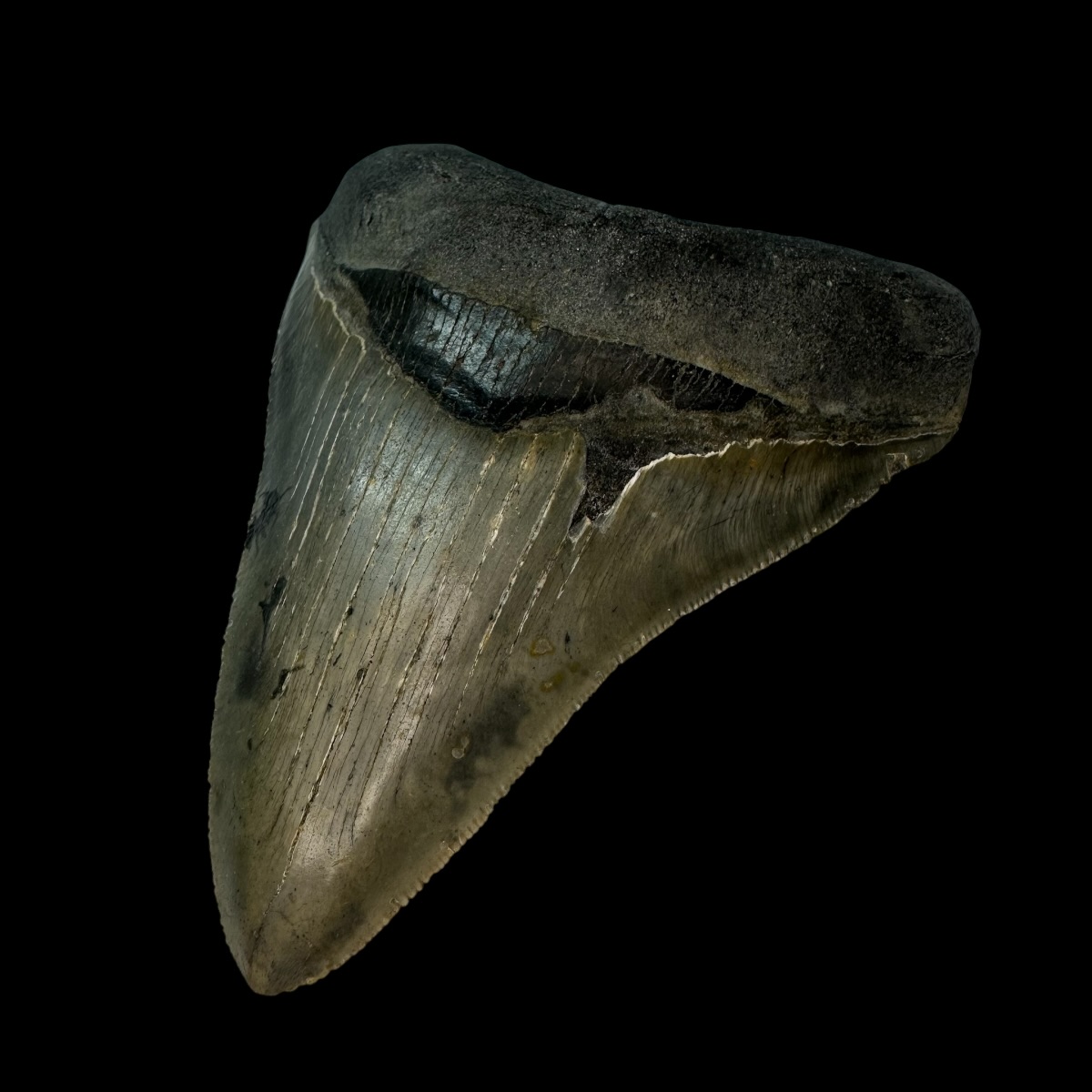 4.79" Serrated Megalodon Tooth Fossil - Image 3