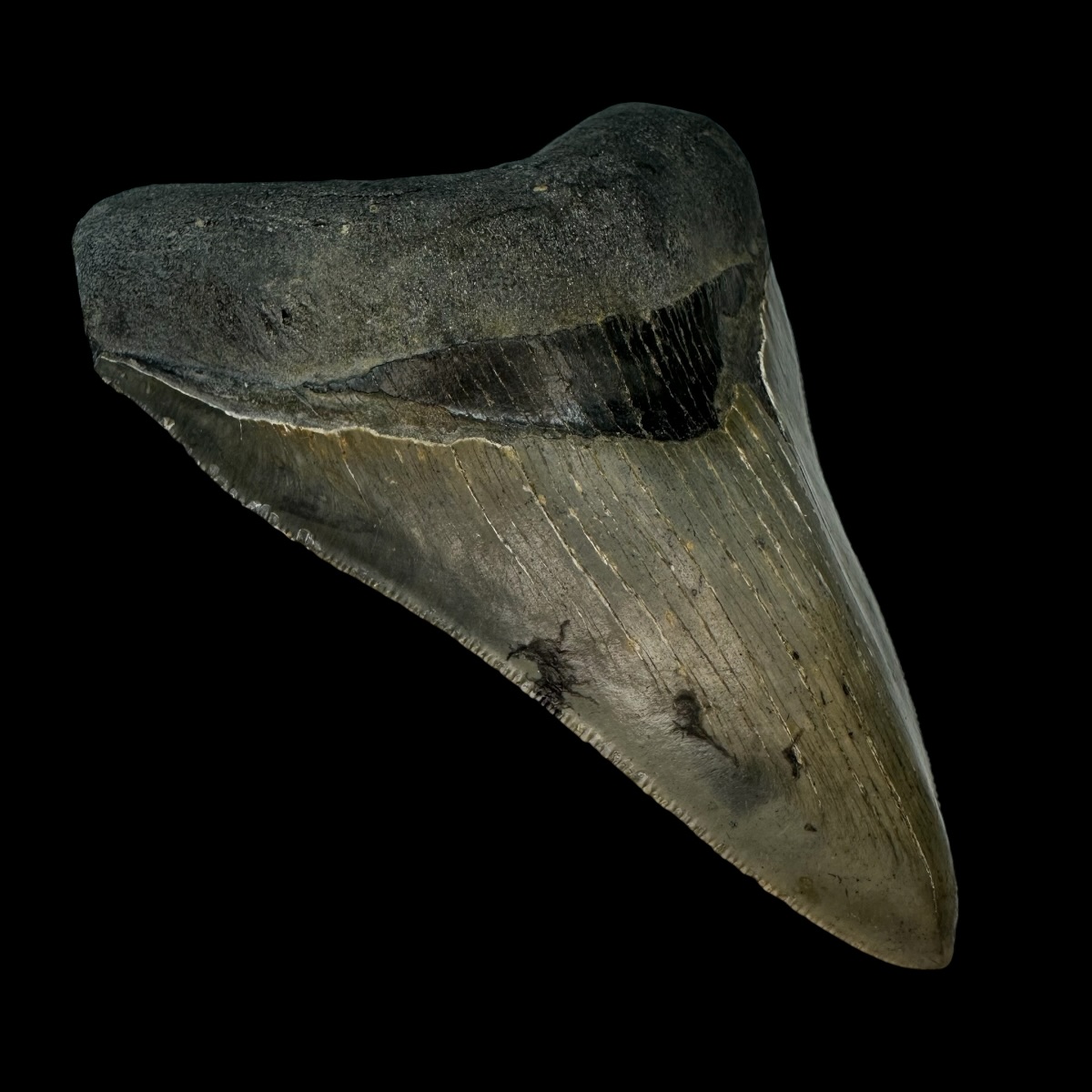 4.79" Serrated Megalodon Tooth Fossil - Image 4