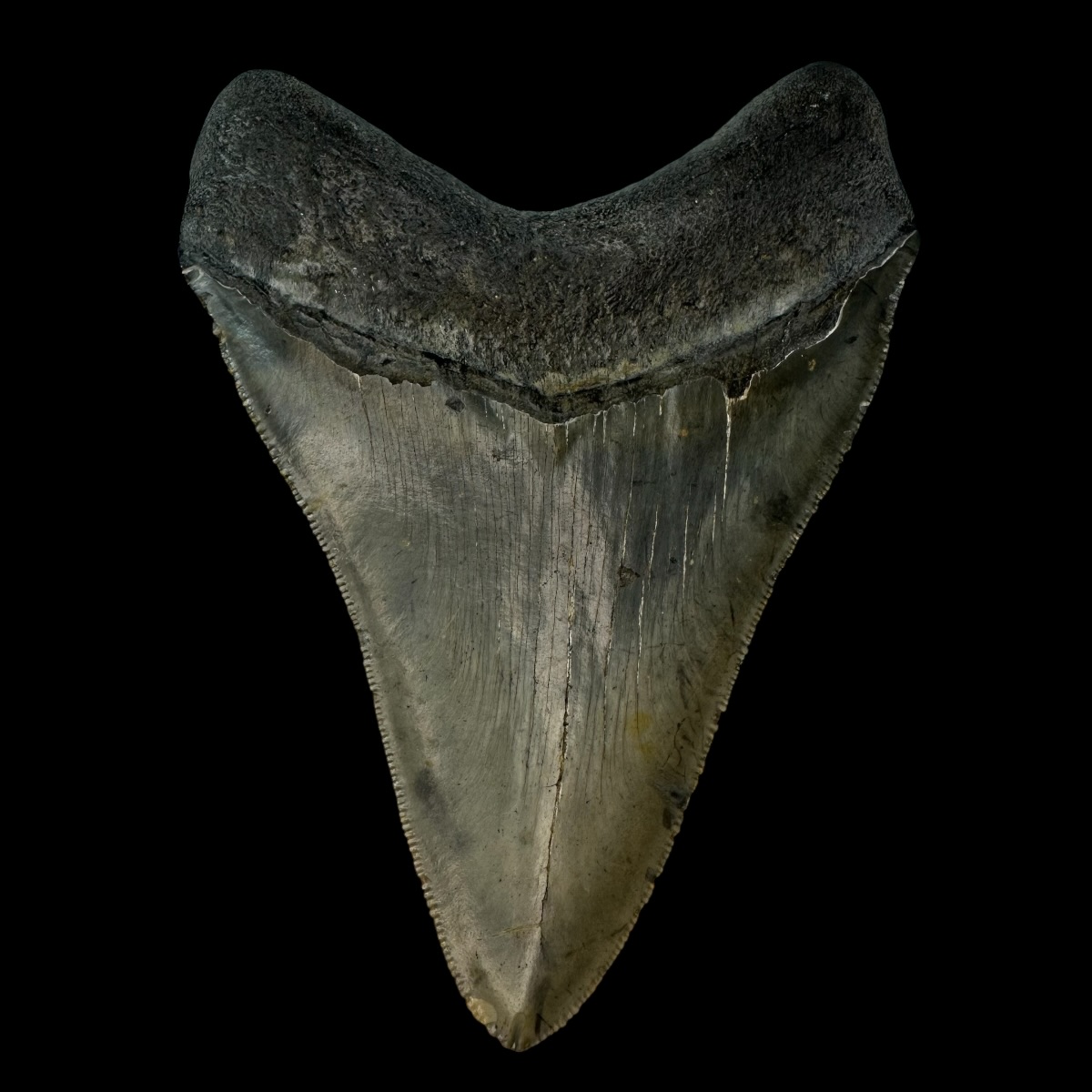 4.79" Serrated Megalodon Tooth Fossil - Image 2