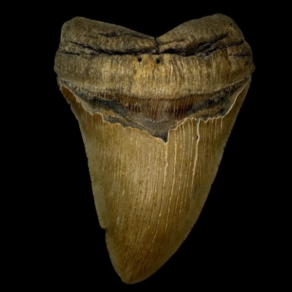 6.37" Serrated Megalodon Tooth Fossil