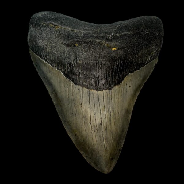 4.52" Megalodon Tooth Fossil