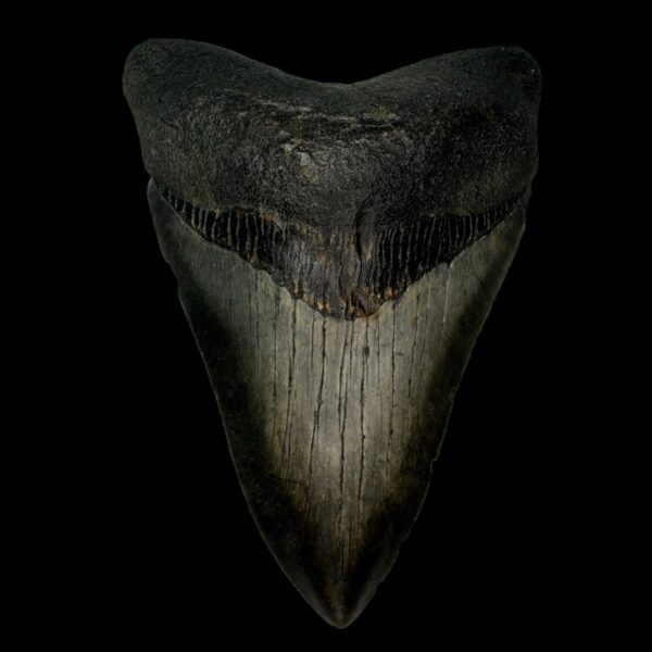 4.87" Megalodon Tooth Fossil