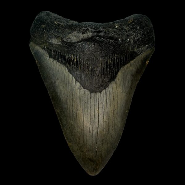 4.42" Megalodon Tooth Fossil