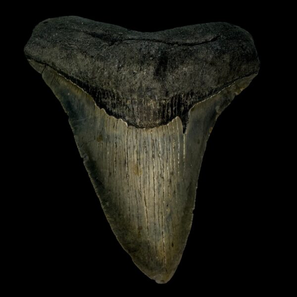 4.43" Megalodon Tooth Fossil
