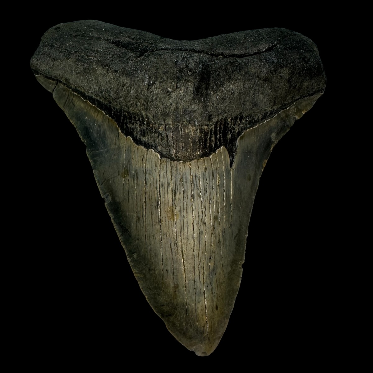 4.43" Megalodon Tooth Fossil