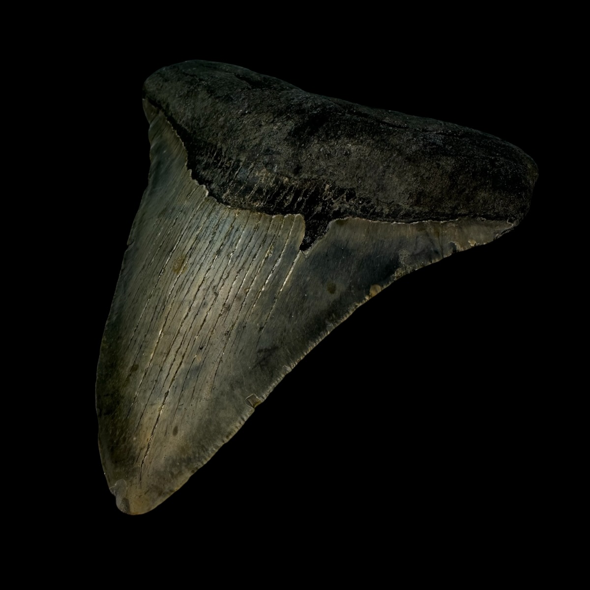 4.43" Megalodon Tooth Fossil - Image 3