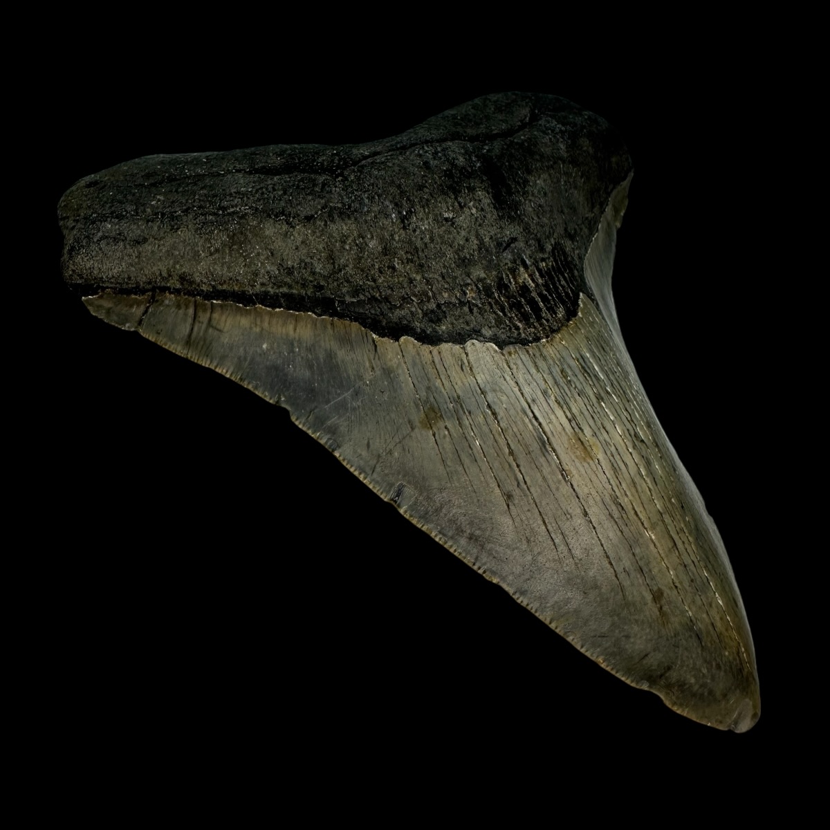 4.43" Megalodon Tooth Fossil - Image 4