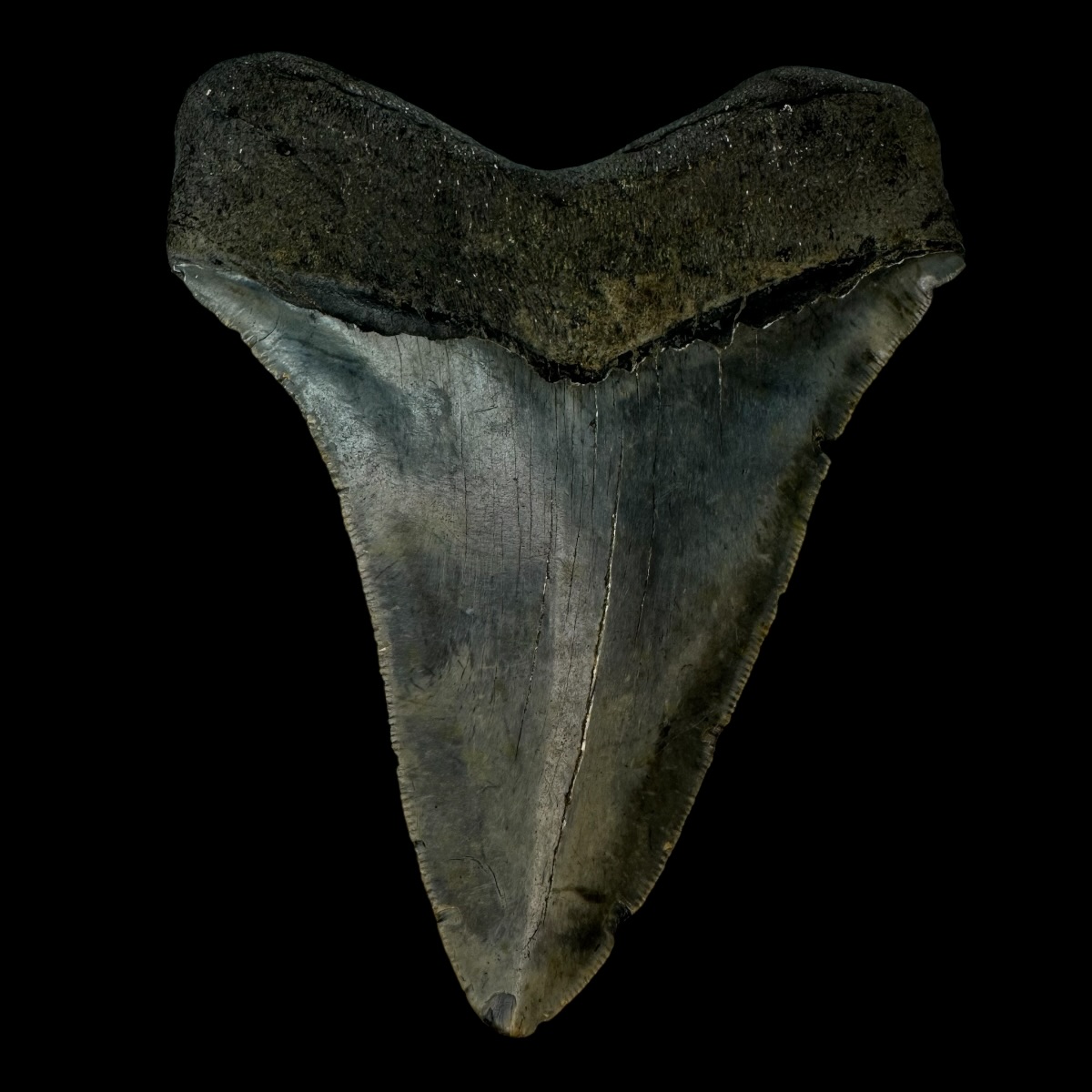 4.43" Megalodon Tooth Fossil - Image 2