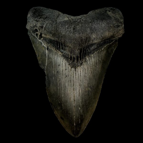 4.89" Megalodon Tooth Fossil