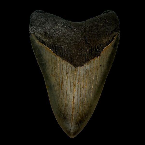 4.46" Megalodon Tooth Fossil