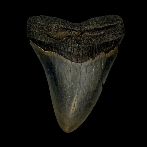 3.70" Megalodon Tooth Fossil