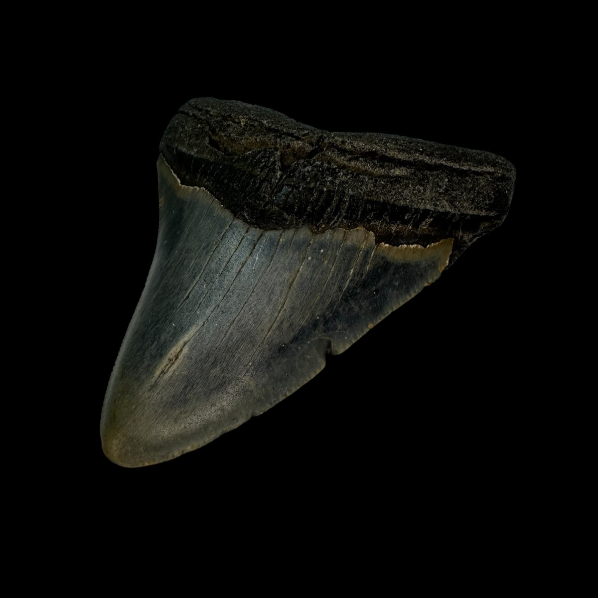 3.70" Megalodon Tooth Fossil - Image 3