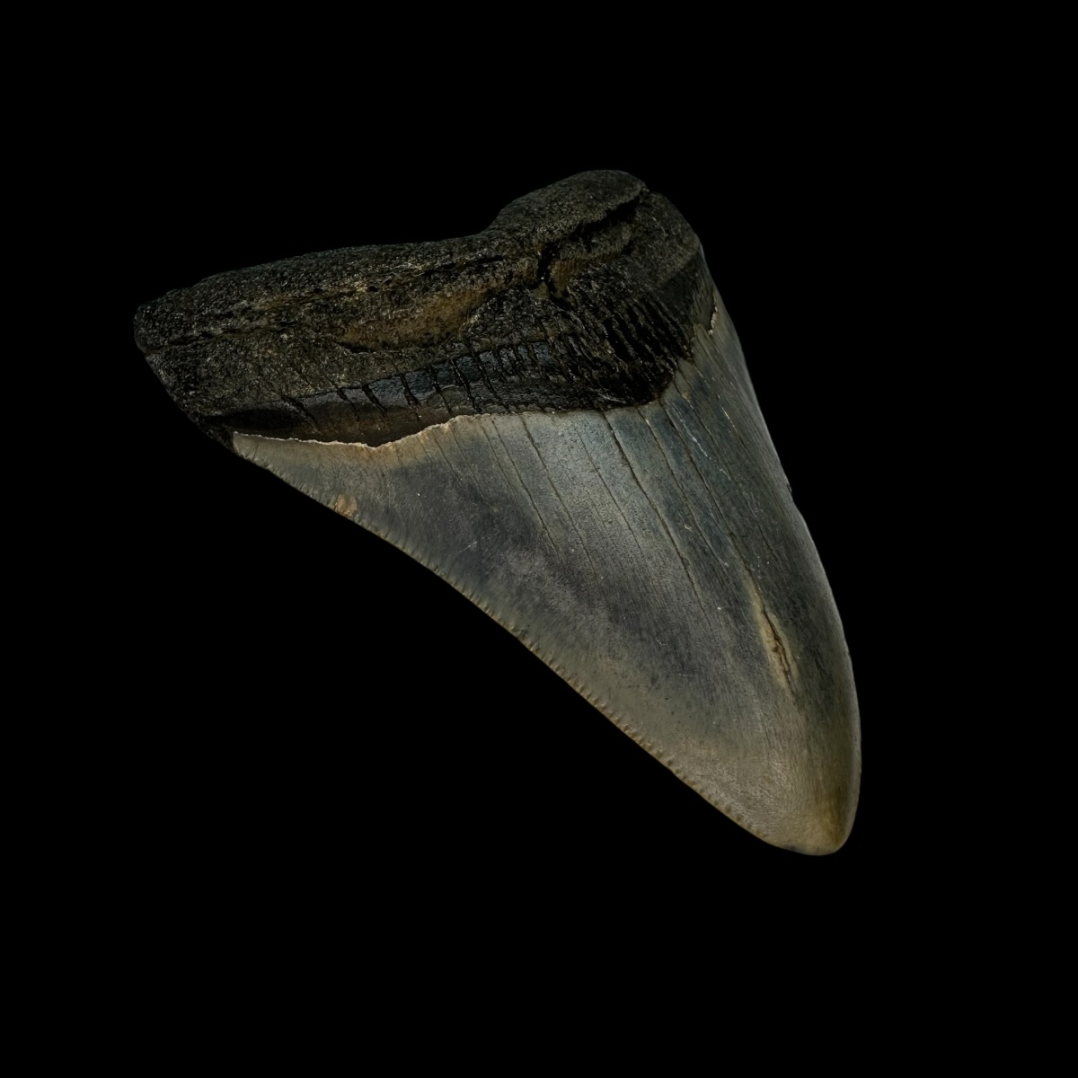 3.70" Megalodon Tooth Fossil - Image 4