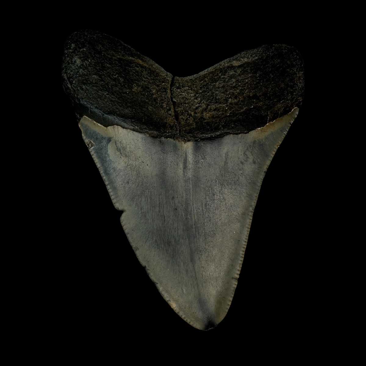3.70" Megalodon Tooth Fossil - Image 2