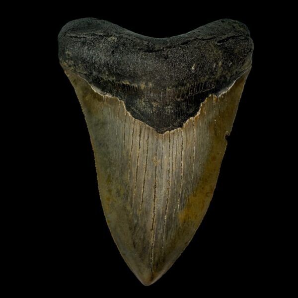 4.77" Serrated Megalodon Tooth Fossil