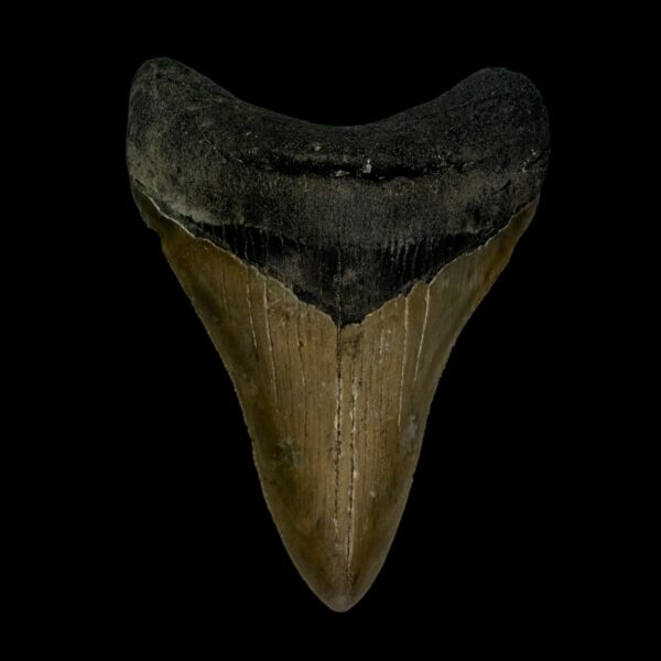 3.62" Serrated Megalodon Tooth Fossil