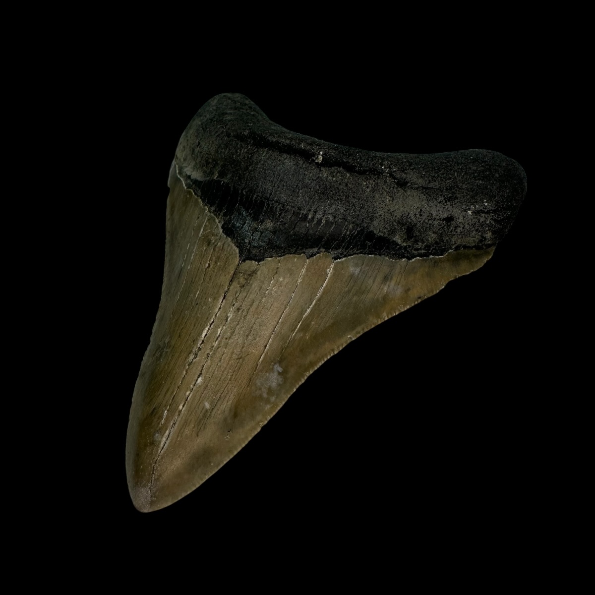 3.62" Serrated Megalodon Tooth Fossil - Image 3