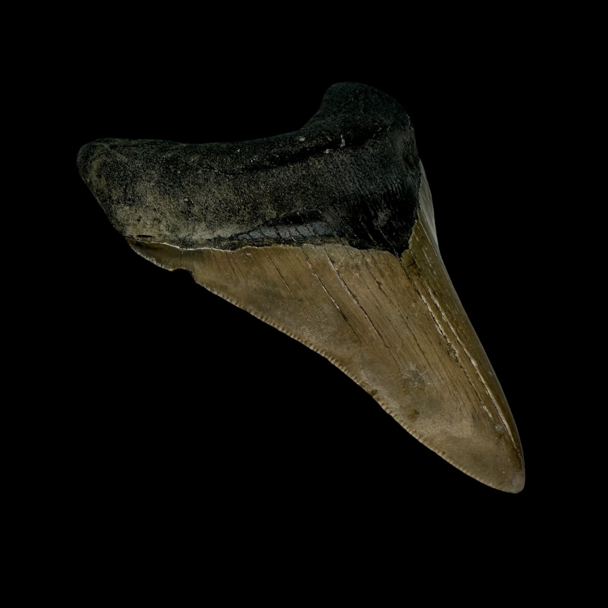 3.62" Serrated Megalodon Tooth Fossil - Image 4