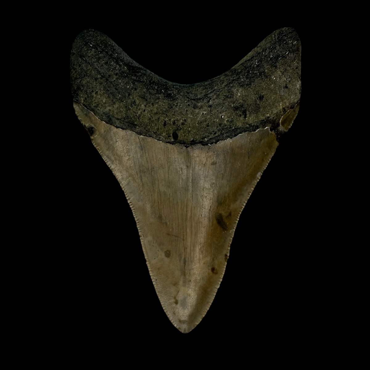 3.62" Serrated Megalodon Tooth Fossil - Image 2