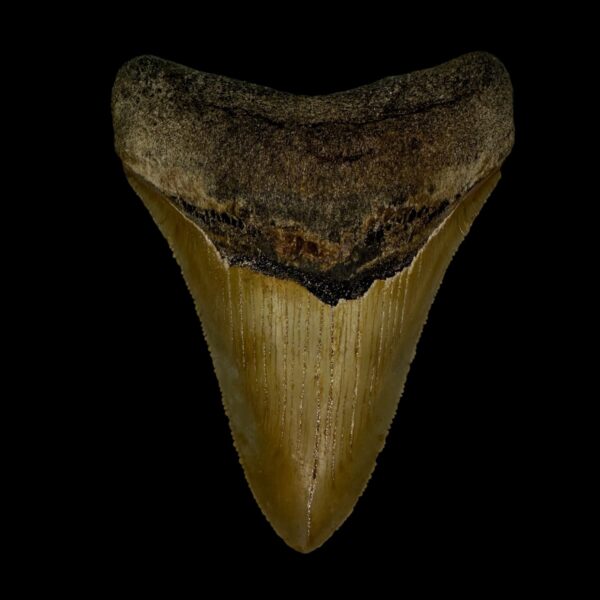 3.61" Megalodon Tooth Fossil