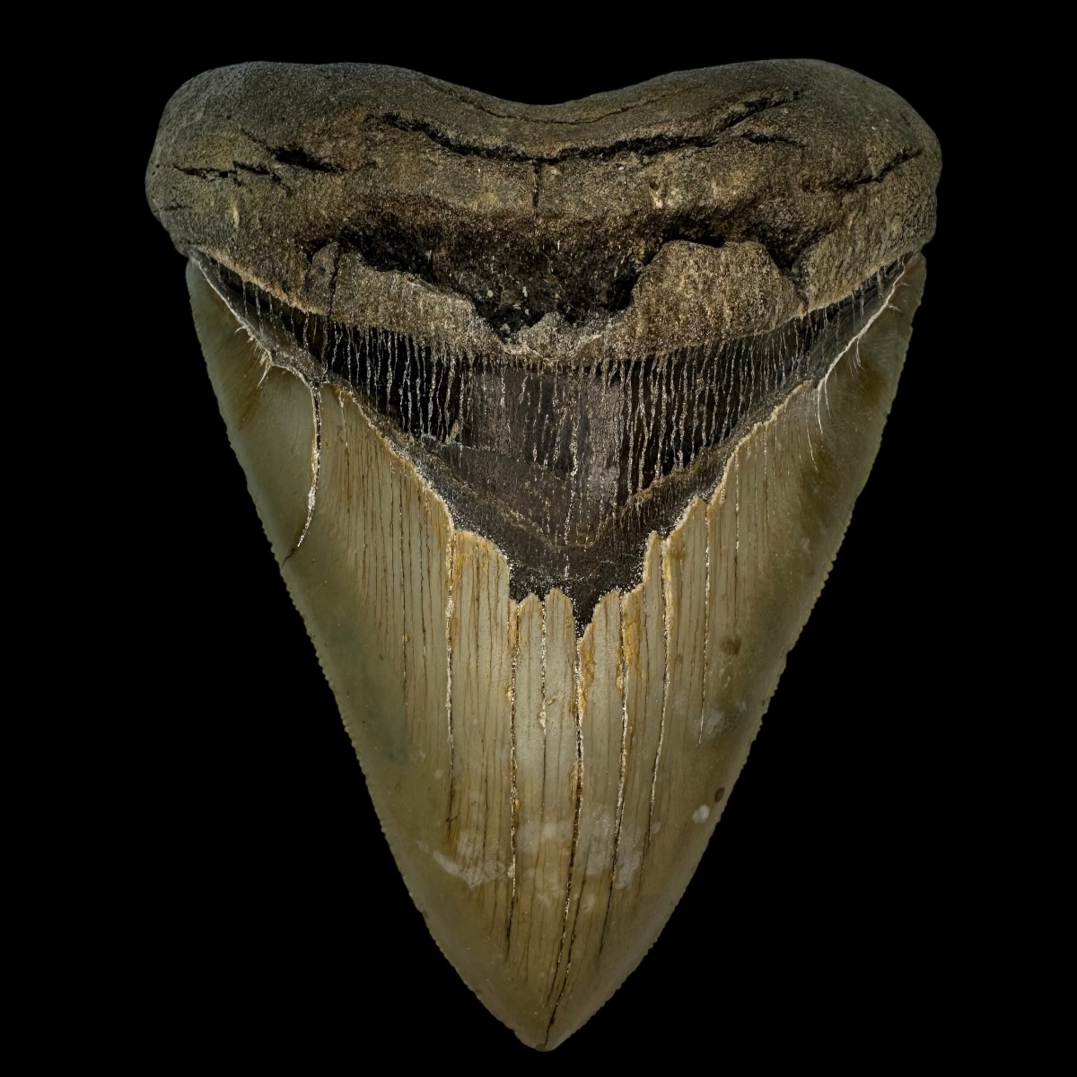 6.06" Serrated Megalodon Tooth Fossil