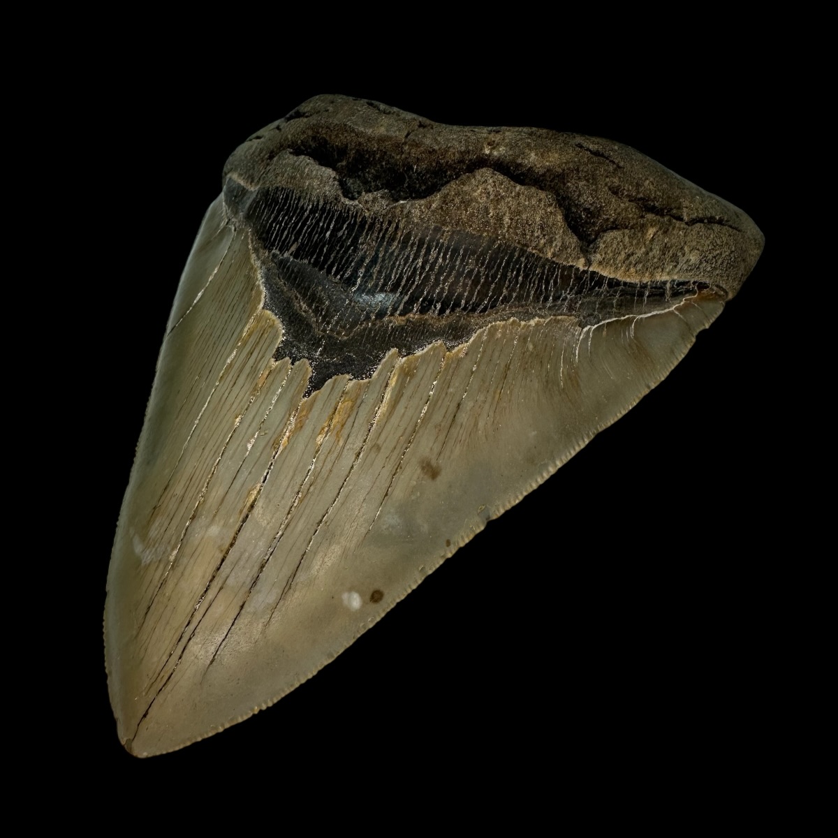 6.06" Serrated Megalodon Tooth Fossil - Image 3