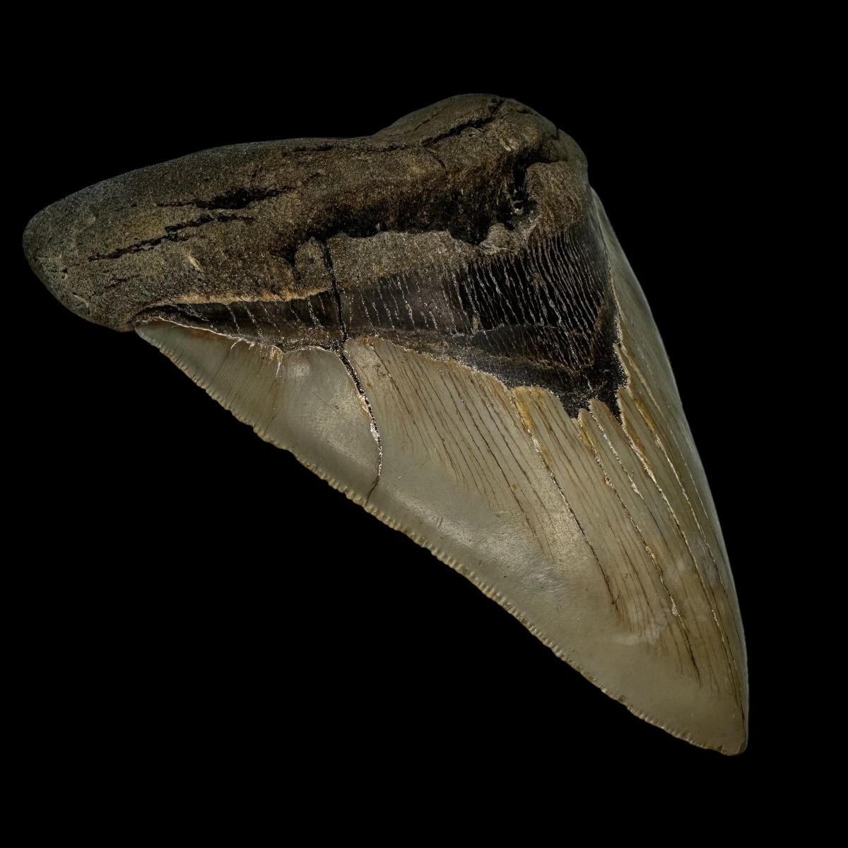 6.06" Serrated Megalodon Tooth Fossil - Image 4