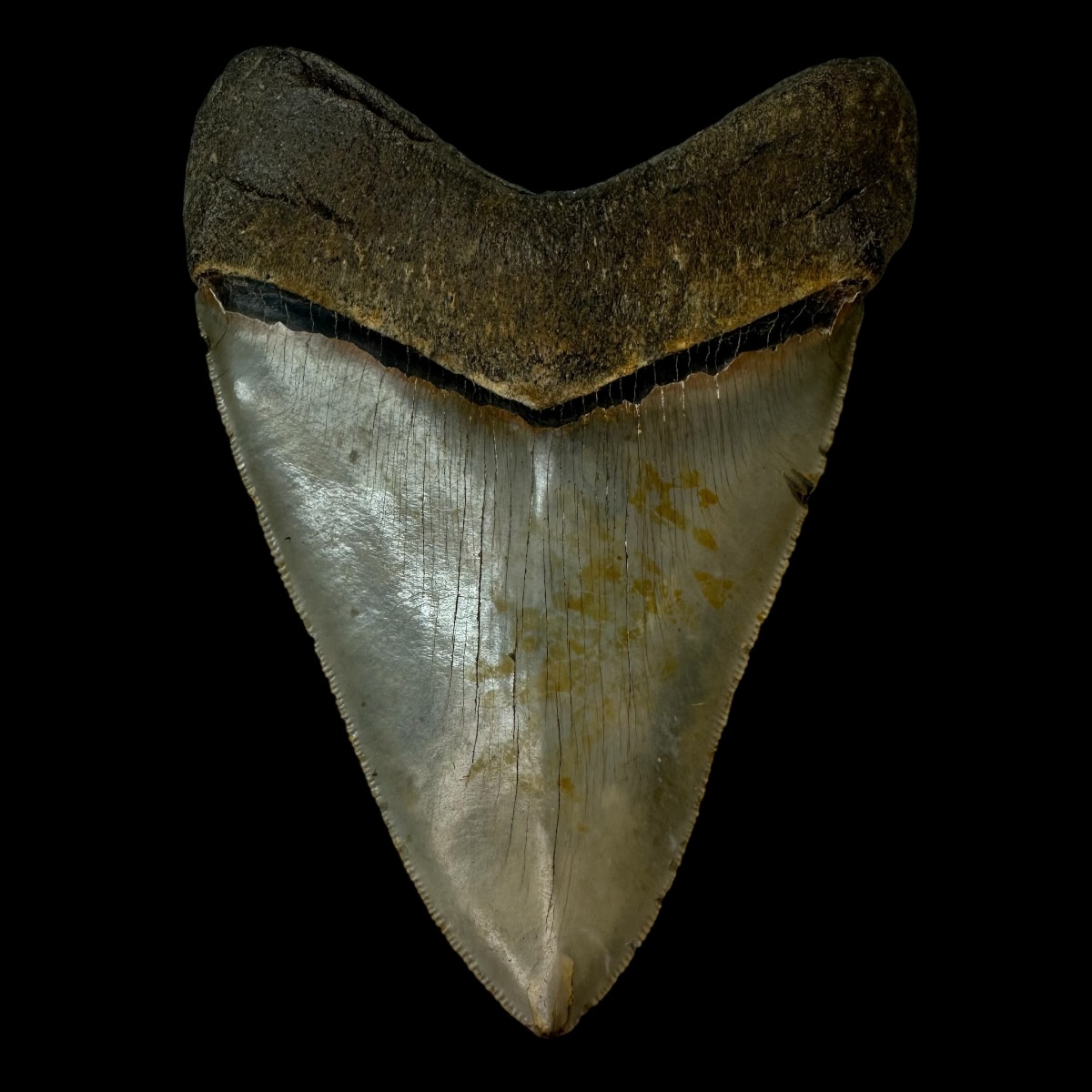 6.06" Serrated Megalodon Tooth Fossil - Image 2
