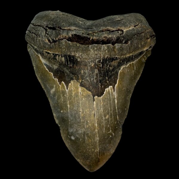 6.22" Megalodon Tooth Fossil