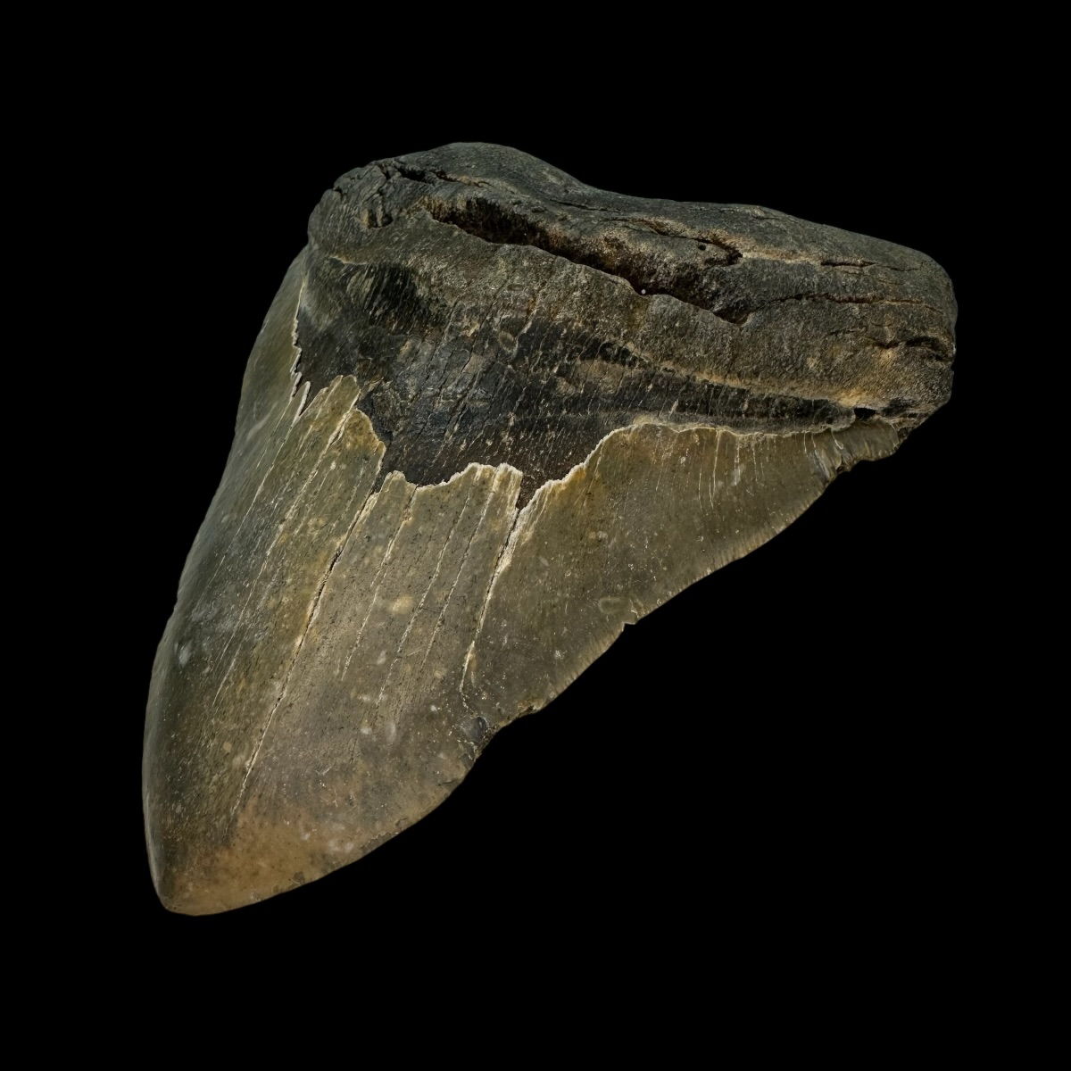 6.22" Megalodon Tooth Fossil - Image 3