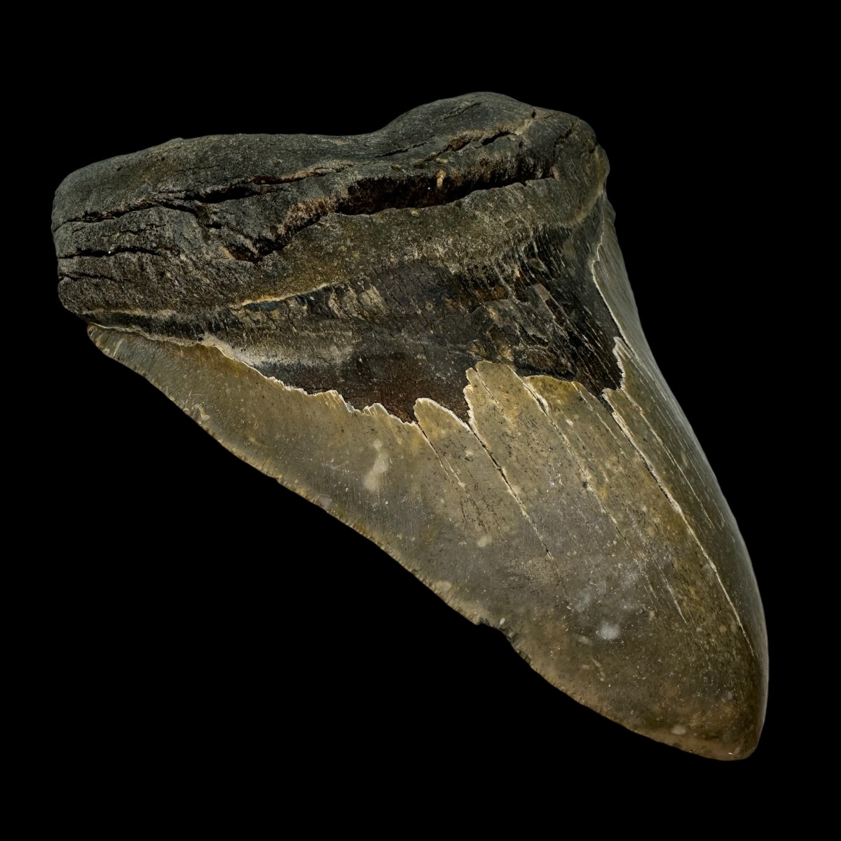 6.22" Megalodon Tooth Fossil - Image 4