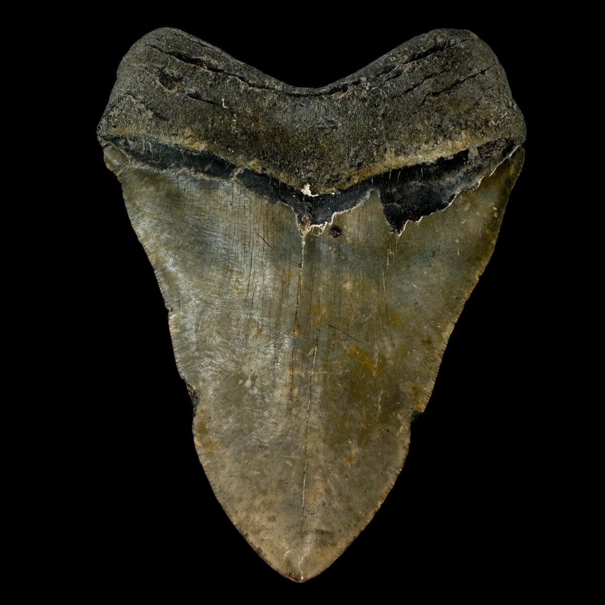 6.22" Megalodon Tooth Fossil - Image 2