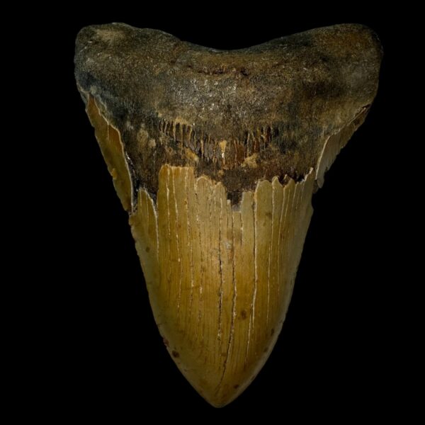 6.22" Megalodon Tooth Fossil