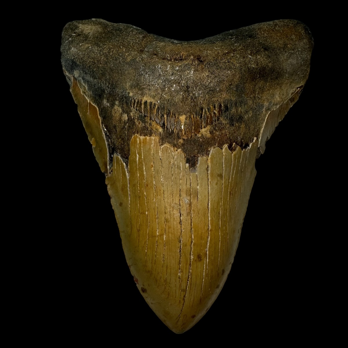 6.22" Megalodon Tooth Fossil