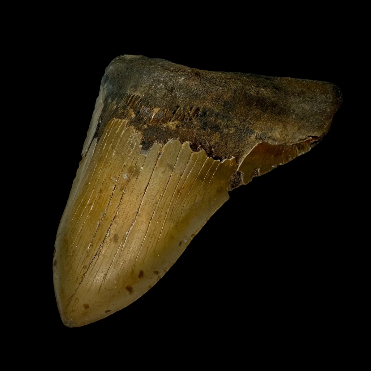 6.22" Megalodon Tooth Fossil - Image 3