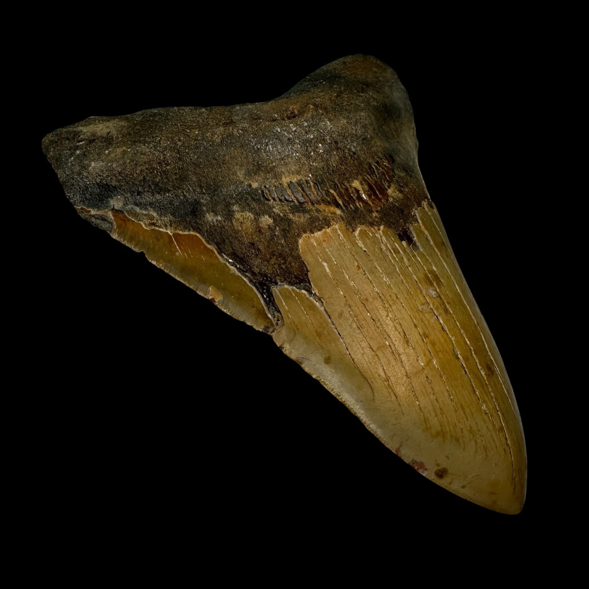 6.22" Megalodon Tooth Fossil - Image 4