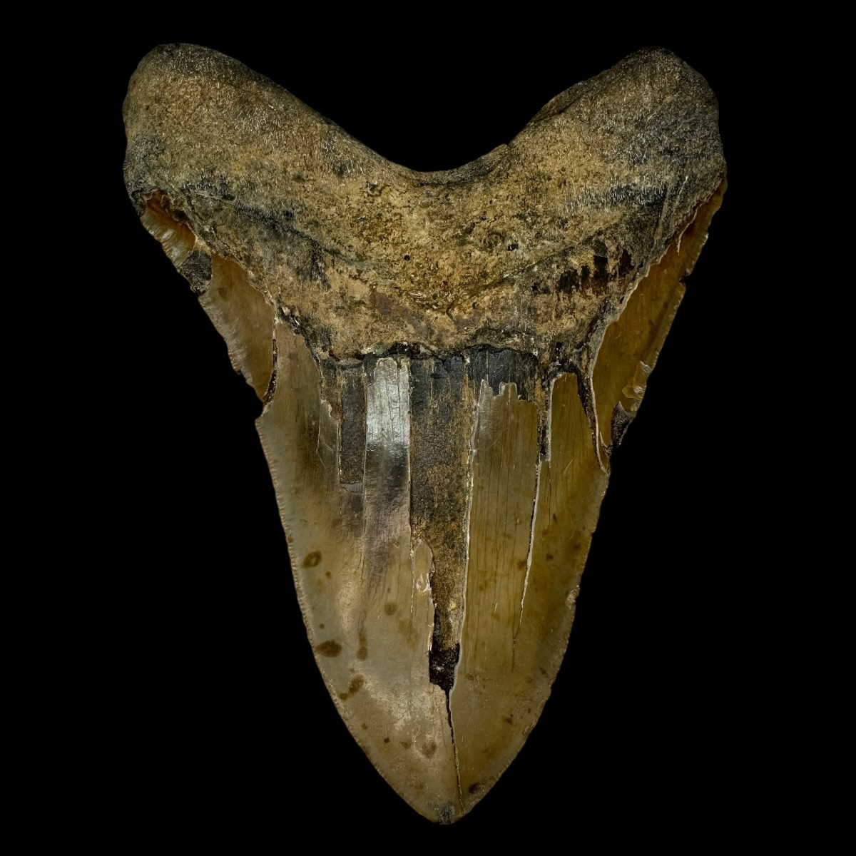 6.22" Megalodon Tooth Fossil - Image 2