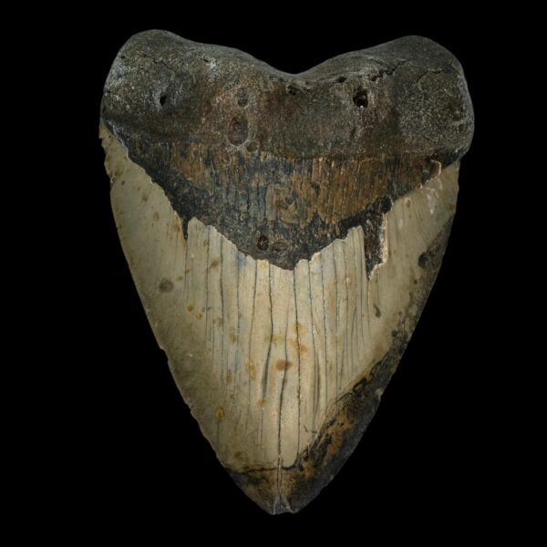 6.05" Megalodon Tooth Fossil