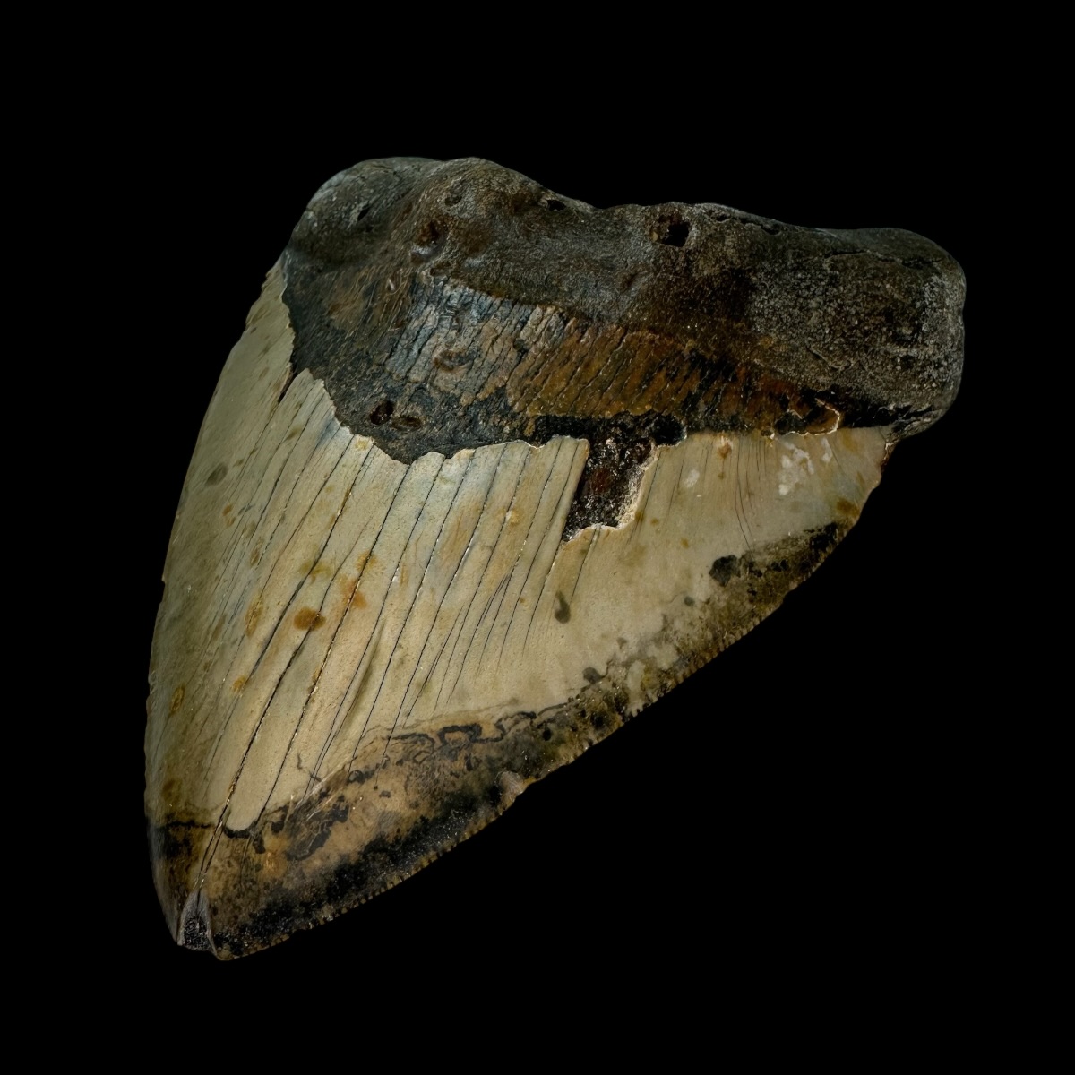 6.05" Megalodon Tooth Fossil - Image 3