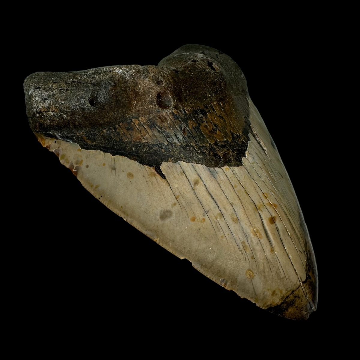 6.05" Megalodon Tooth Fossil - Image 4