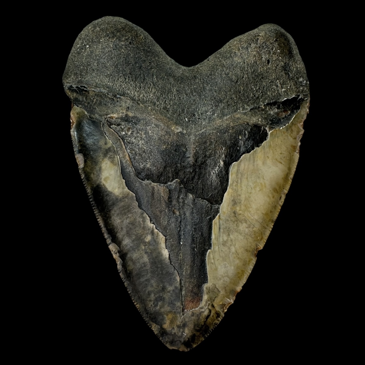 6.05" Megalodon Tooth Fossil - Image 2