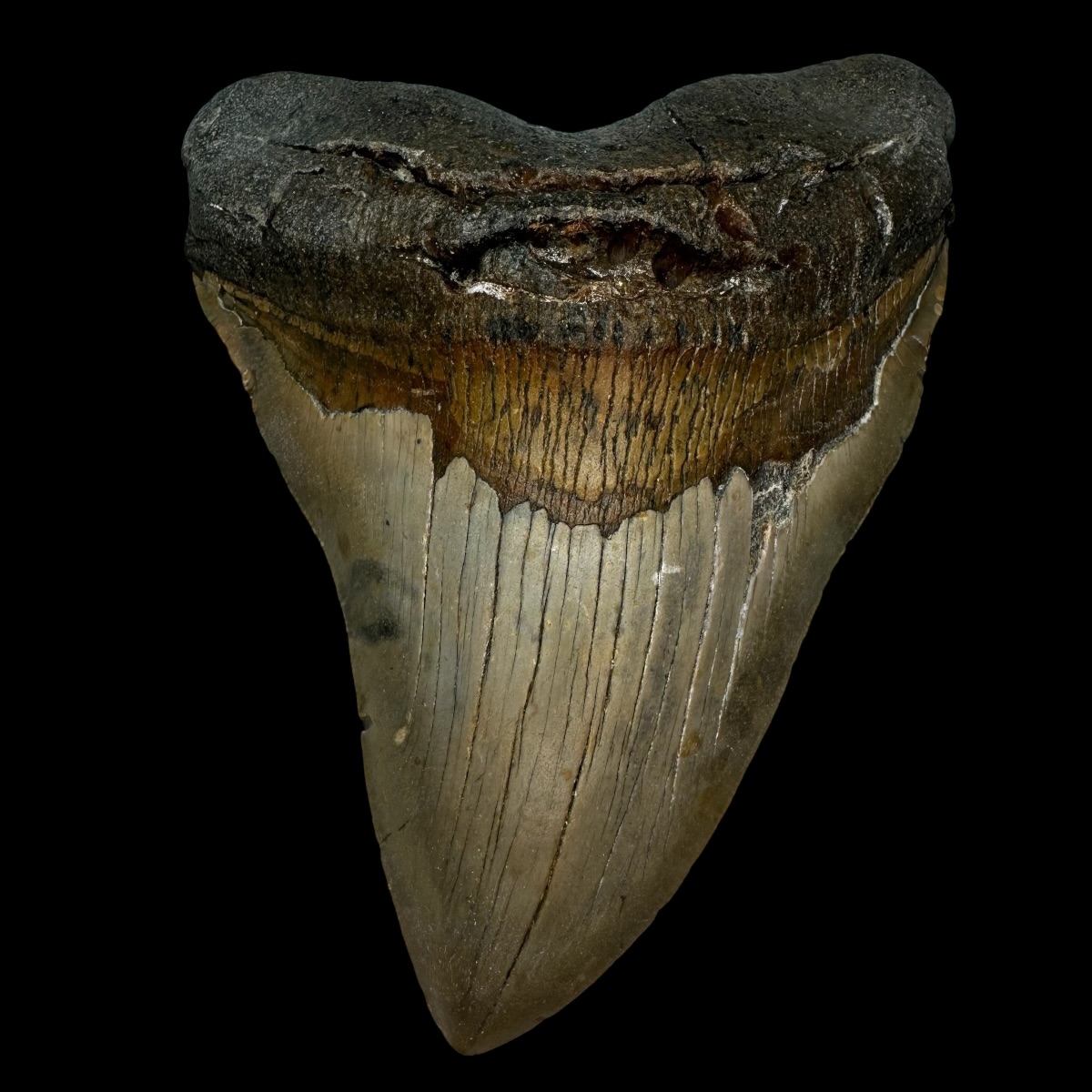 6.03" Megalodon Tooth Fossil