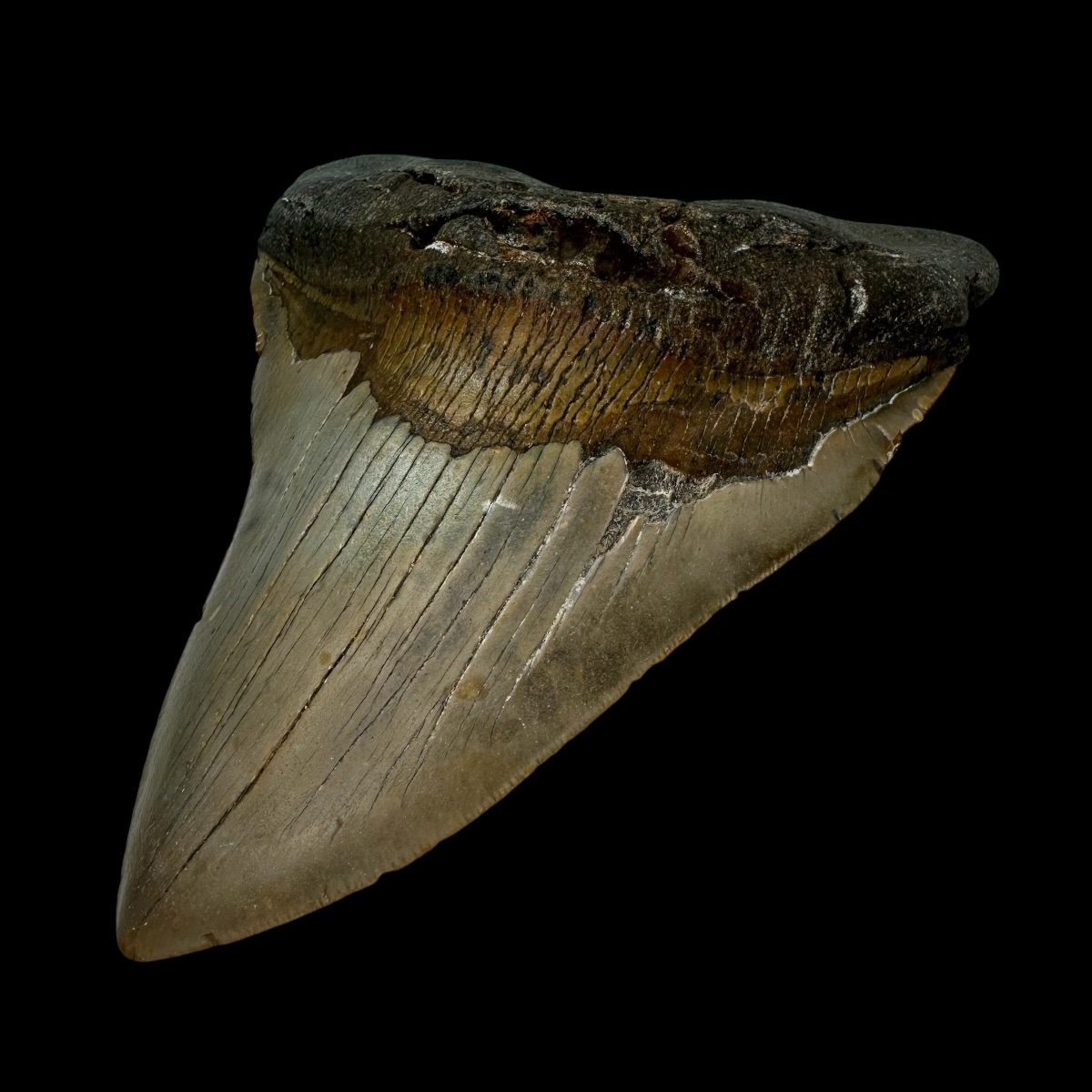 6.03" Megalodon Tooth Fossil - Image 3