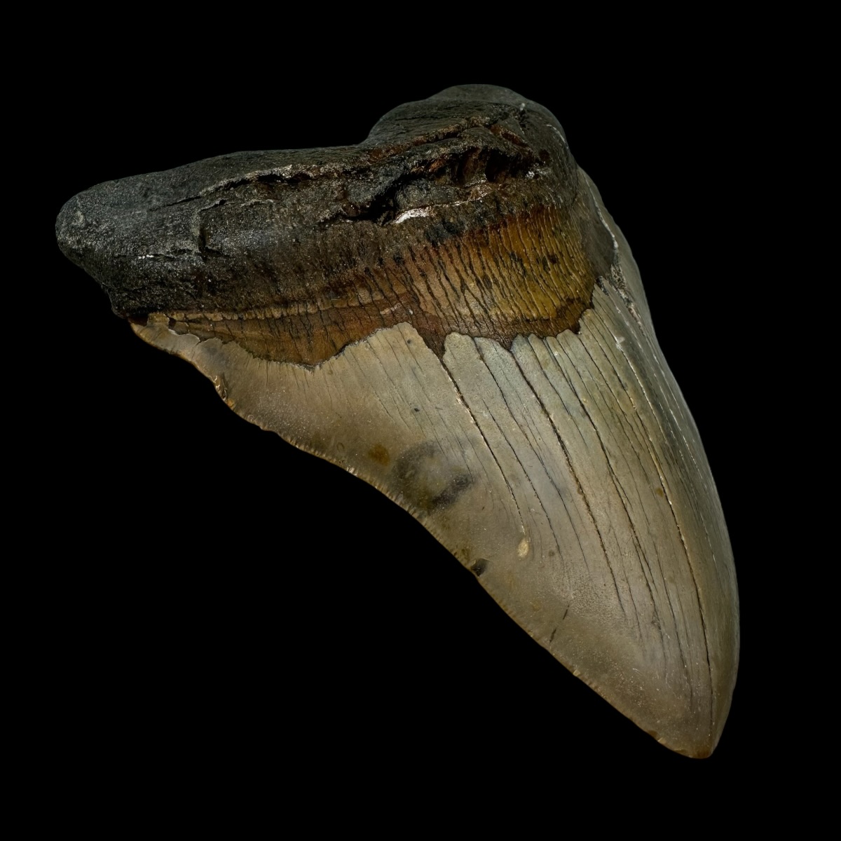 6.03" Megalodon Tooth Fossil - Image 4