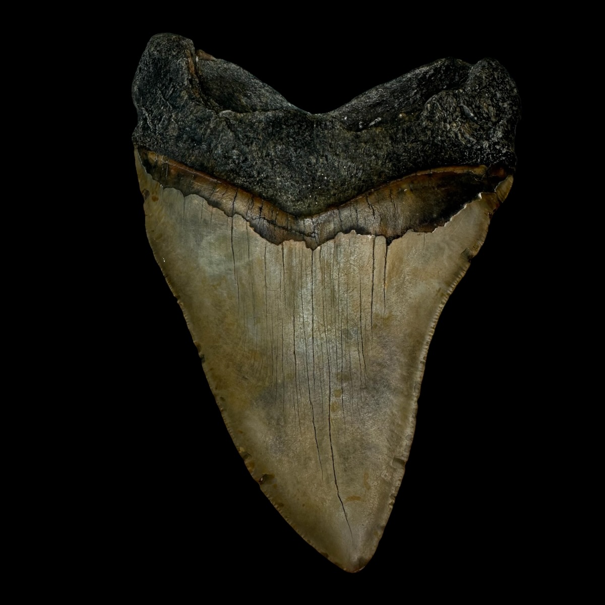 6.03" Megalodon Tooth Fossil - Image 2